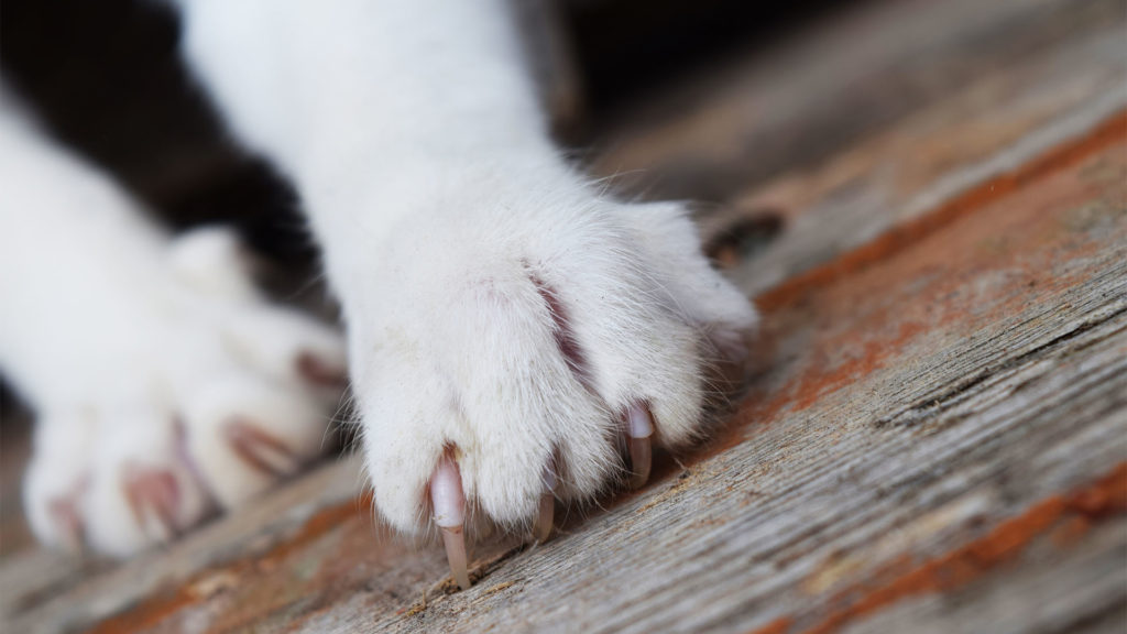 Megfutamította a kígyót a bátor cica