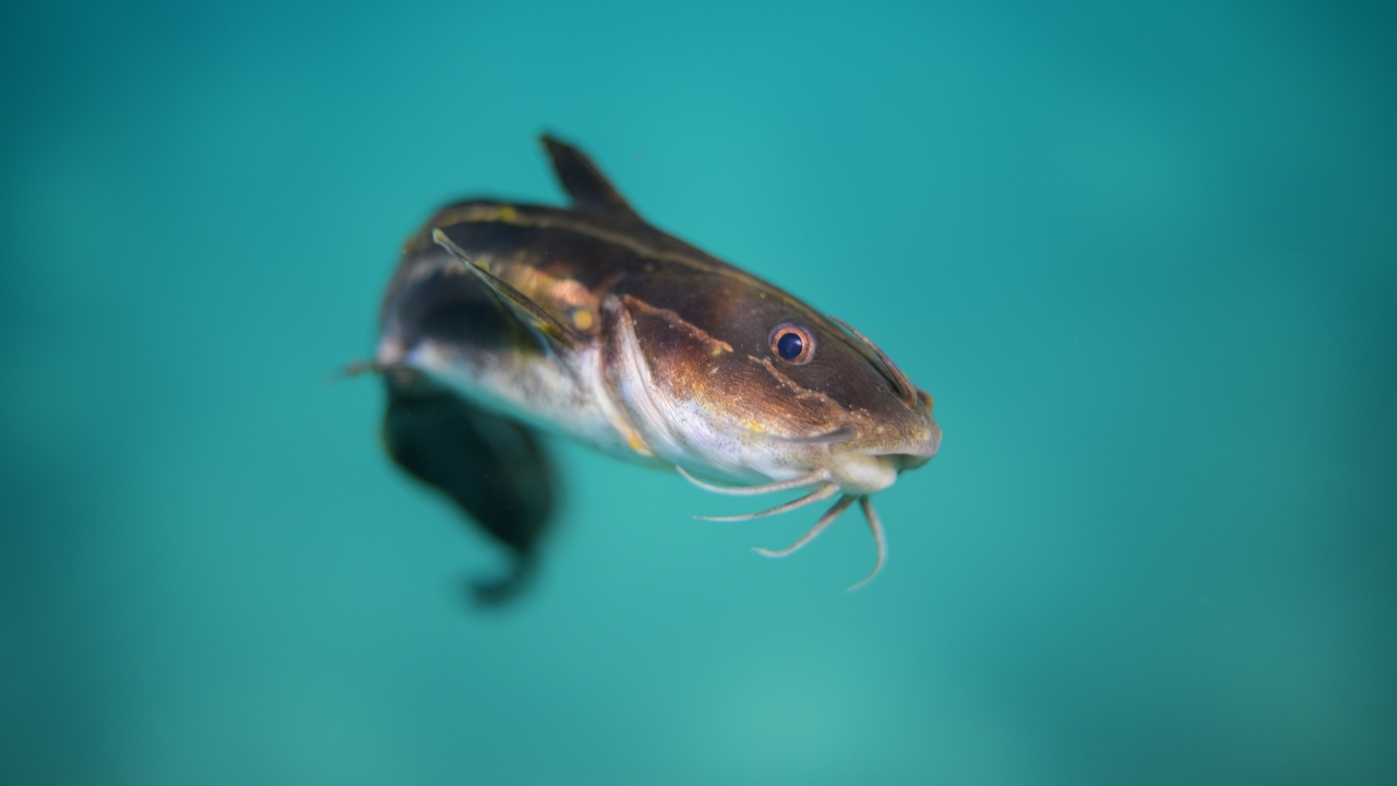 Két embernagyságú harcsát fogtak egy órán belül