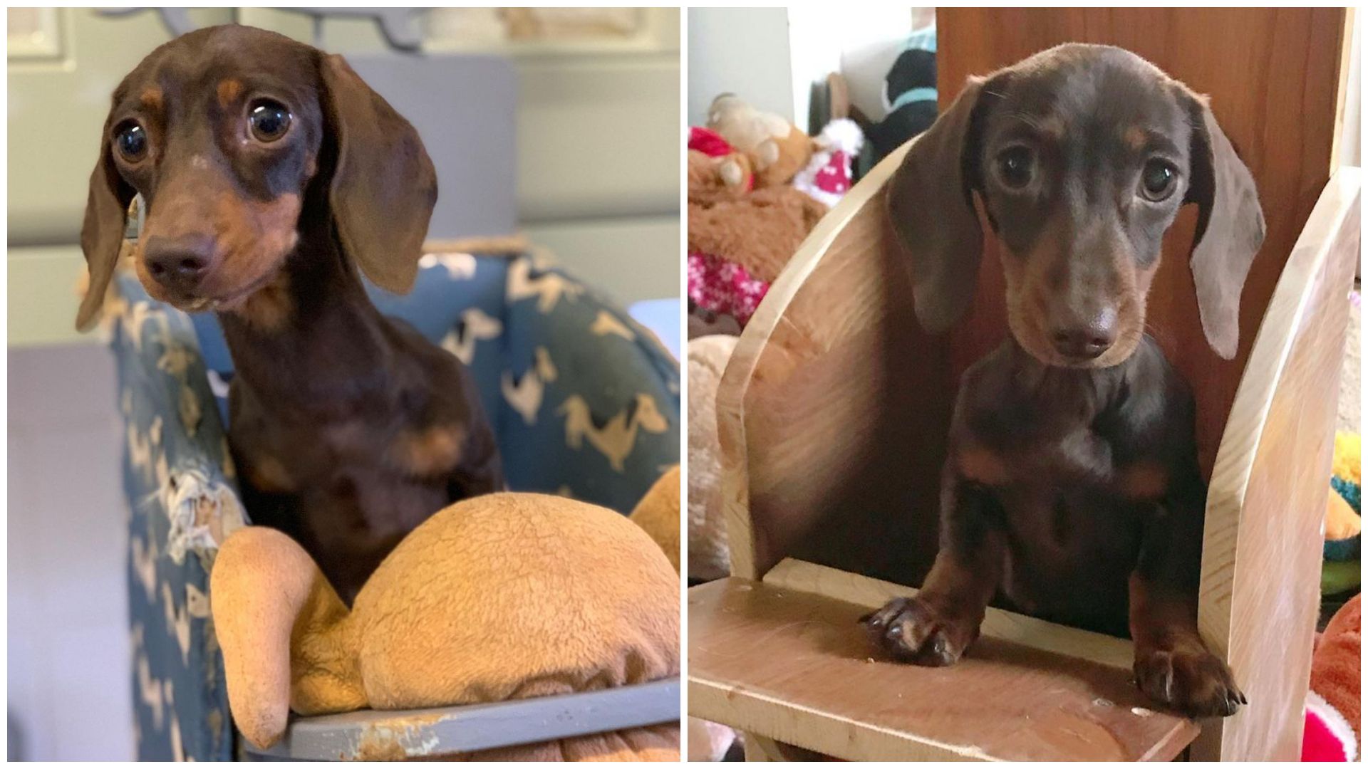 Etetőszékben kutyák