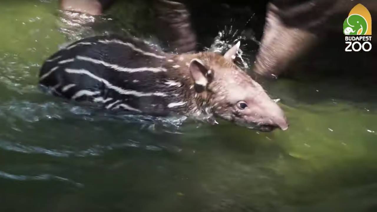 Rezső, a tapírkölyök