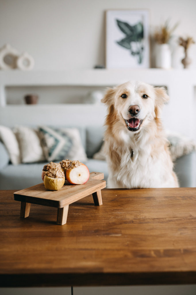 Mi a jó a kutyának: a táp, a nyers hús, házikoszt, vagy esetleg a zöldséggel etetés?