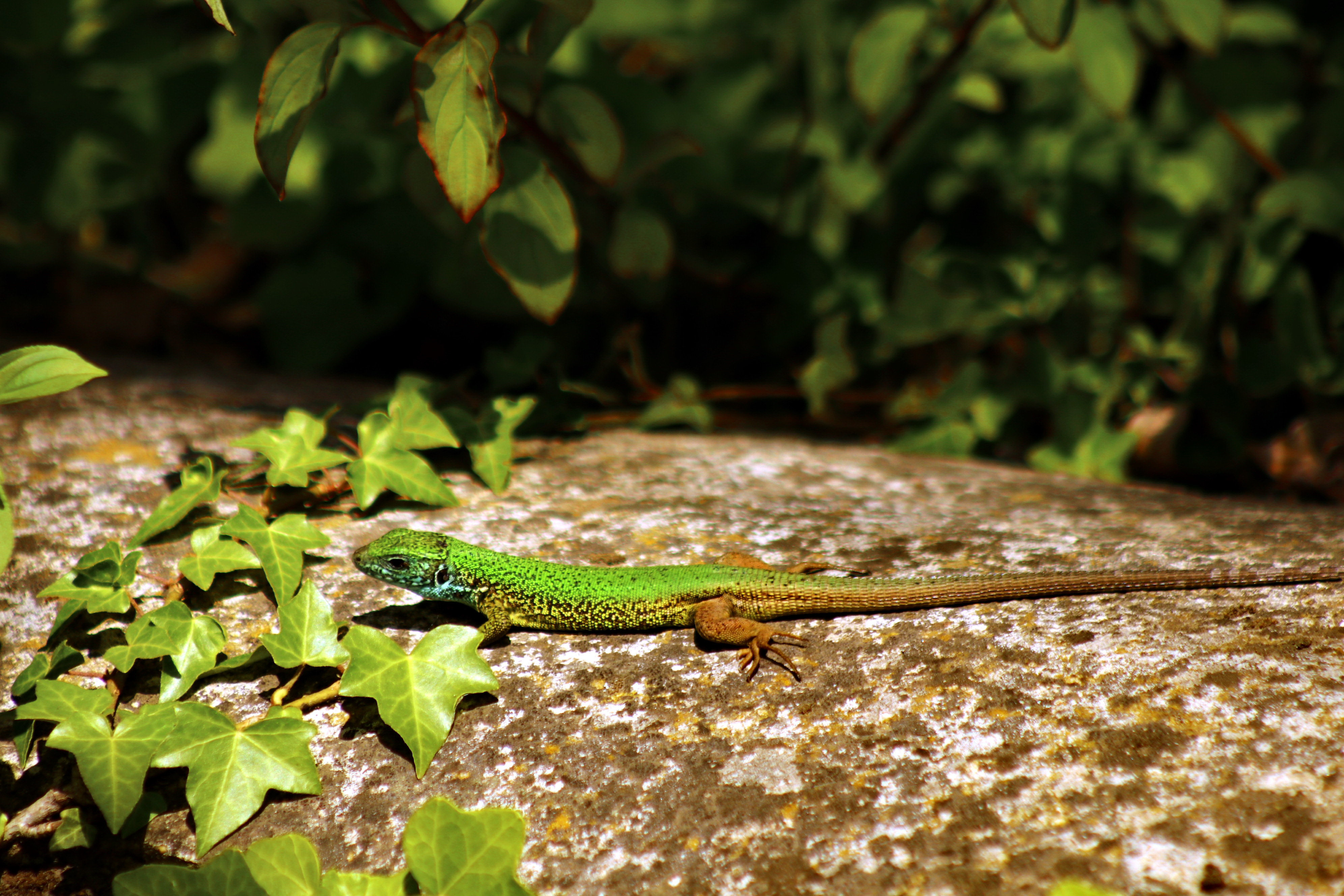 Tihany legromantikusabb helyei