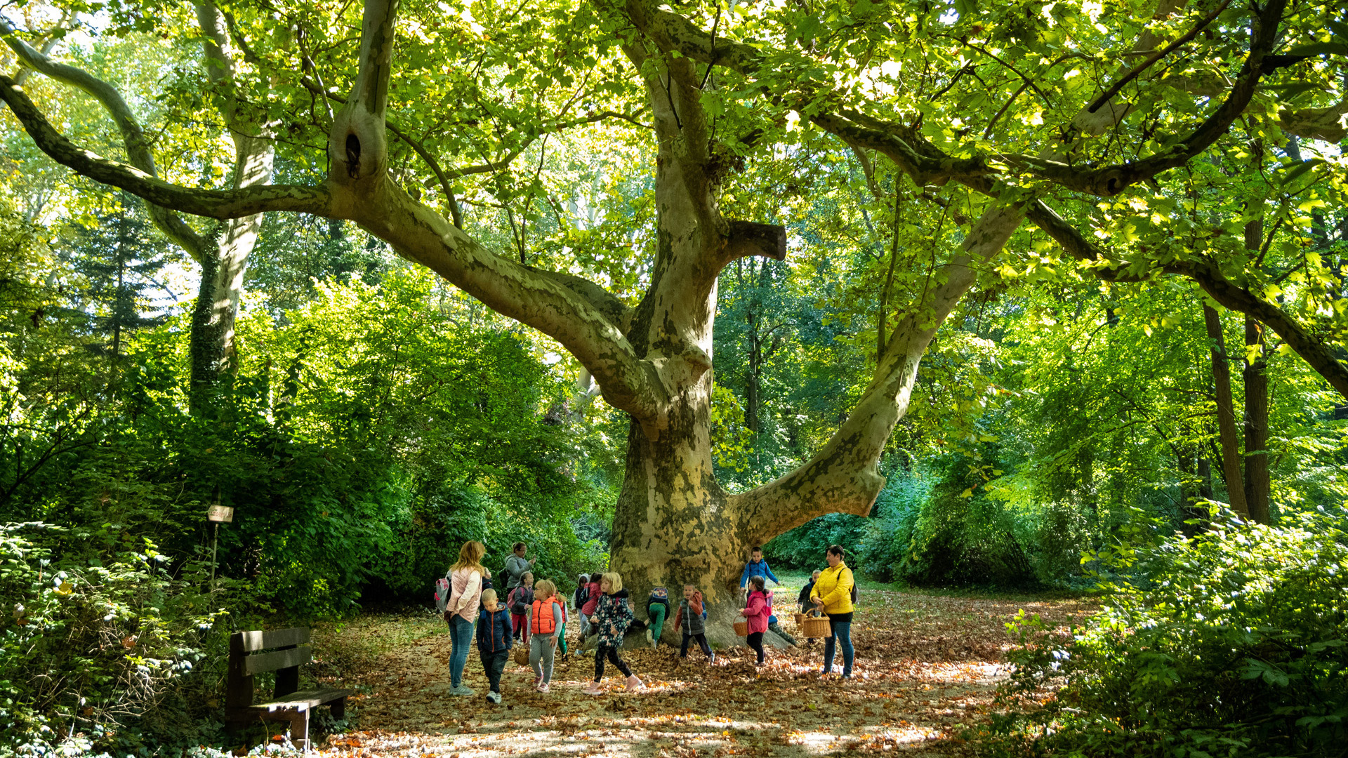 Az alcsúti arborétum legjobbjai a lagzi árnyékában