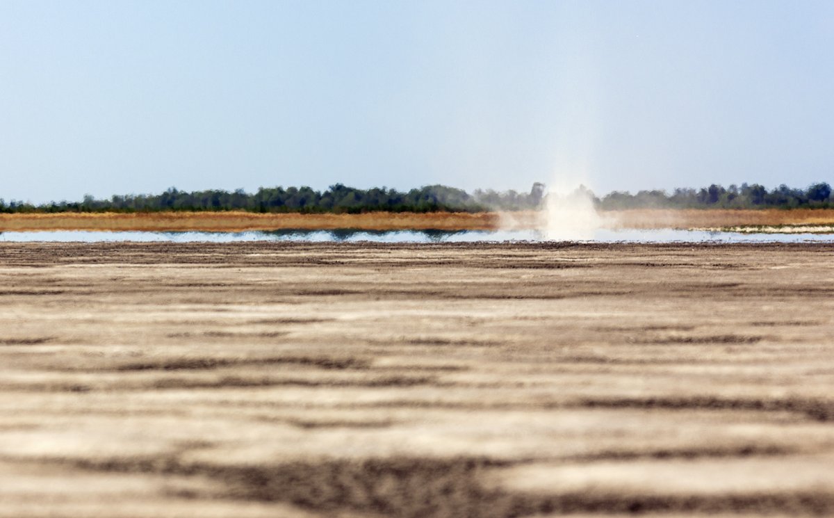Porördög a kardoskúti Fehér-tóban