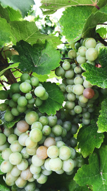 A páratlan évjáratokban mindig van valami emlékezetes: 2021-től különlegesen jó neszmélyi borokat várhatunk (X)