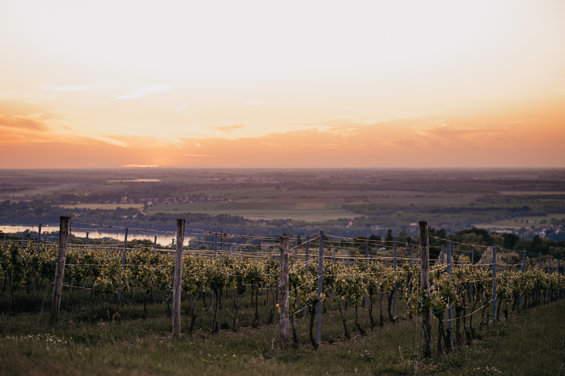 Neszmélyi borvidék kilátással