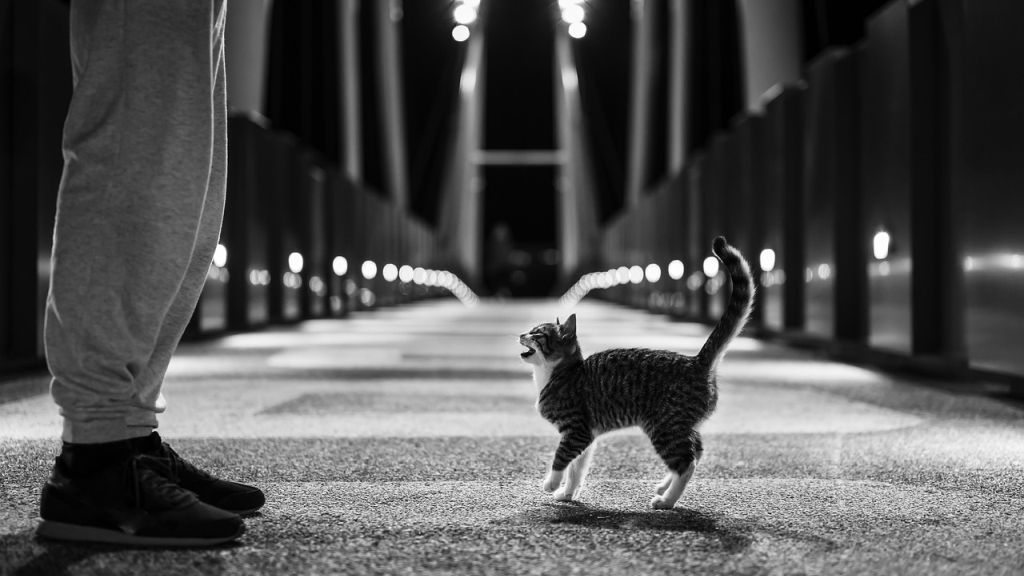 Heti angyalhoroszkóp