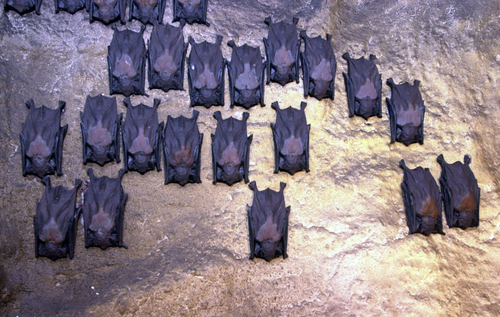 denevérmúzeum, múzeum, furcsa múzeum