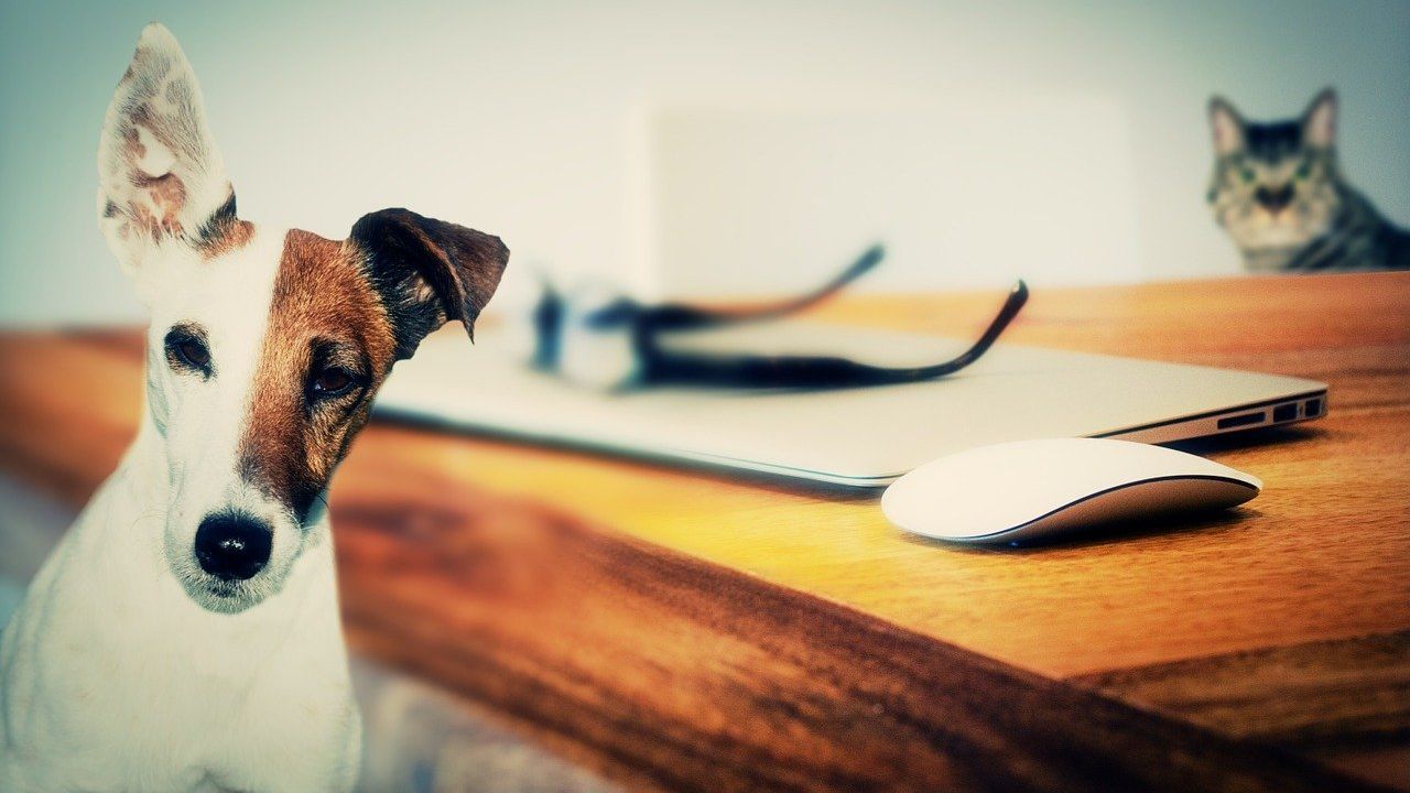 Kutya cica egy asztalnál