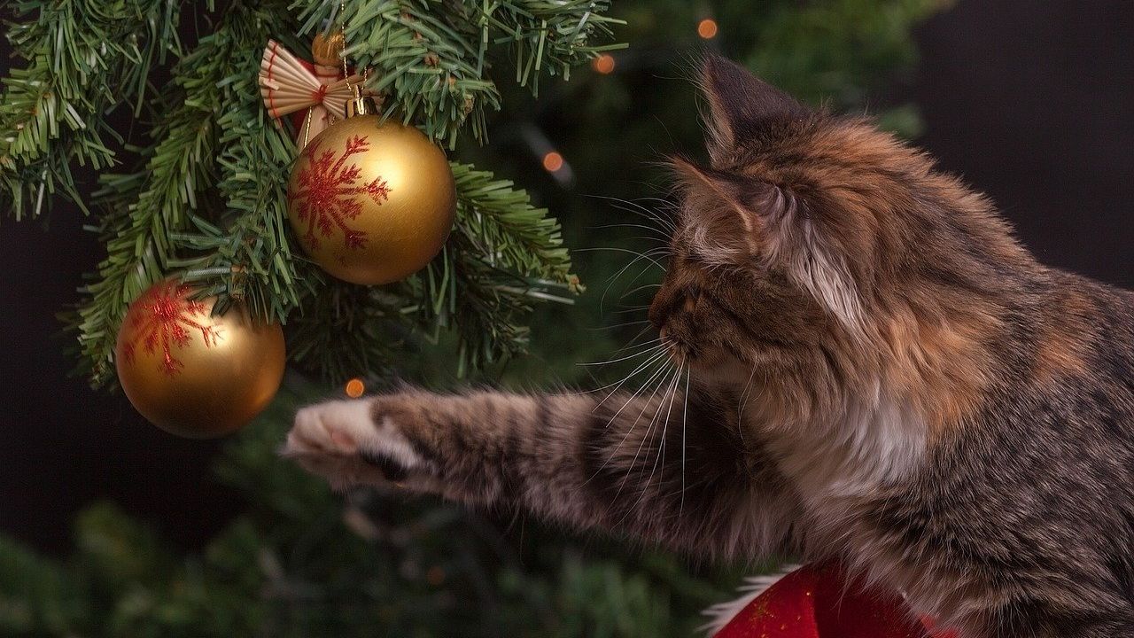 Cica karácsonyfával