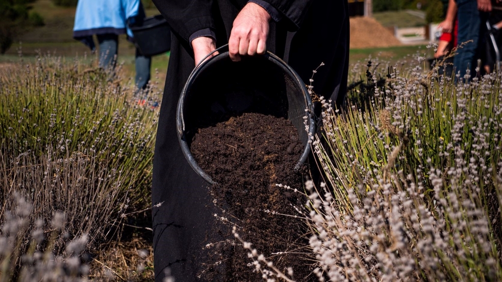 Kávézacc a pannonhalmi levendulamezőn: nem csak téged, hanem a talajt is feltölti energiával (x)