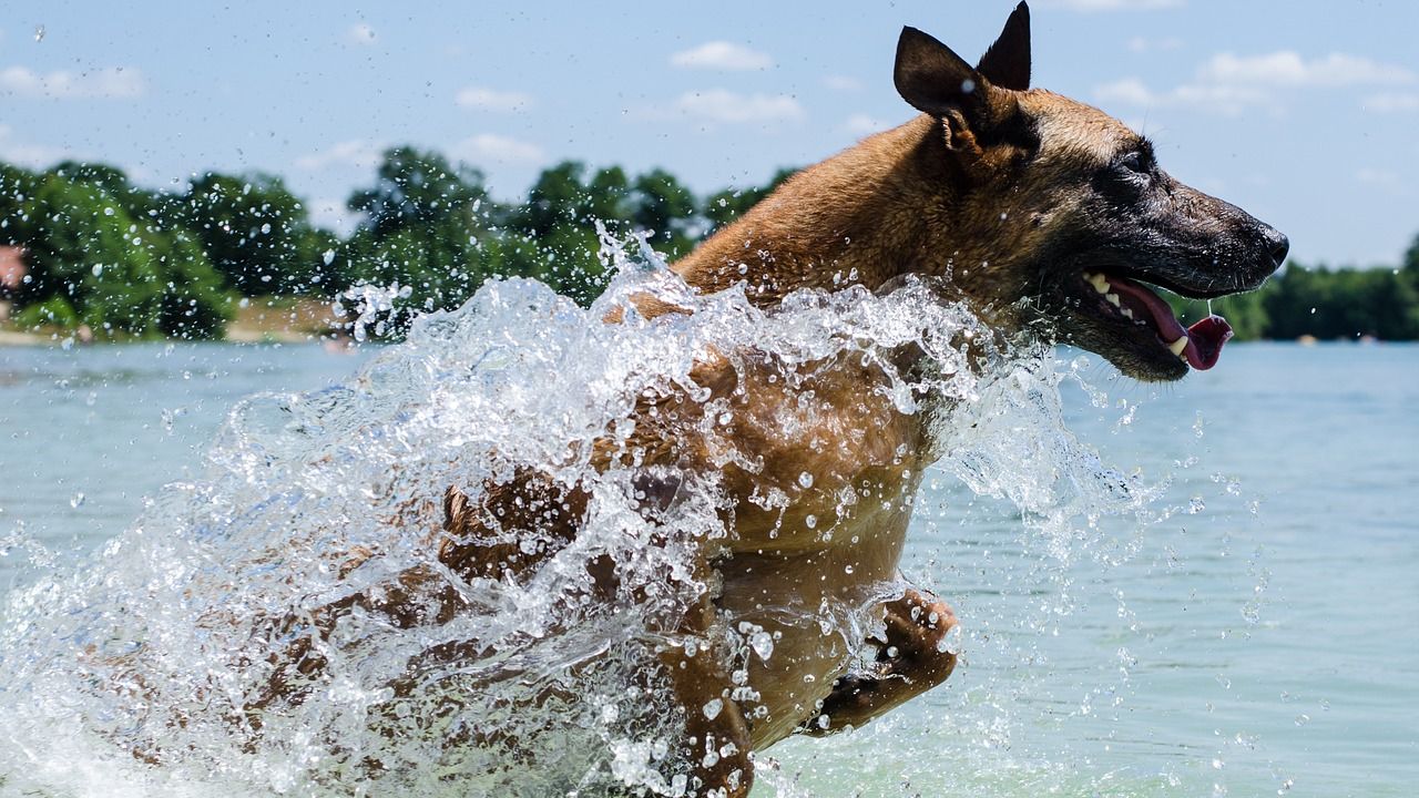 Malinois belga juhászkutya a vízben szalad