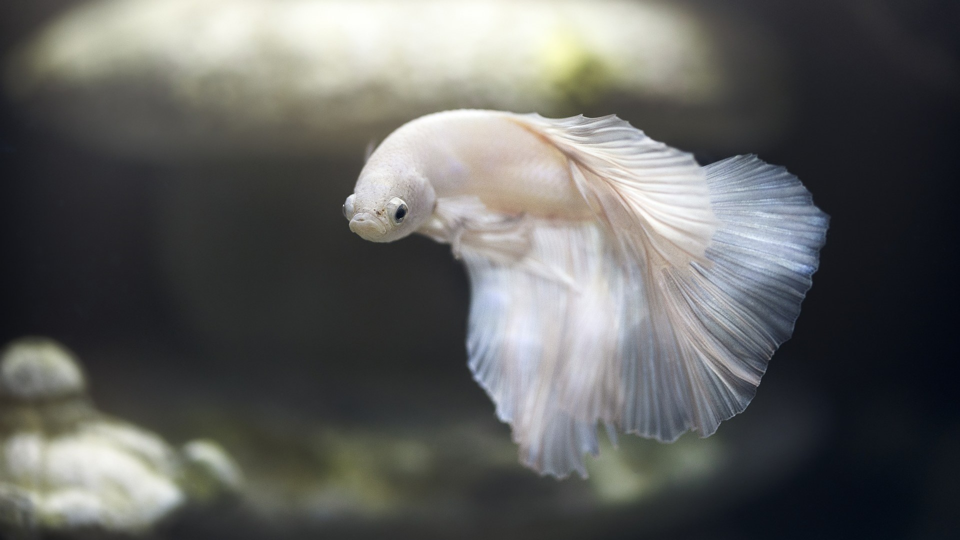 Sziámi harcoshal (Betta splendens)