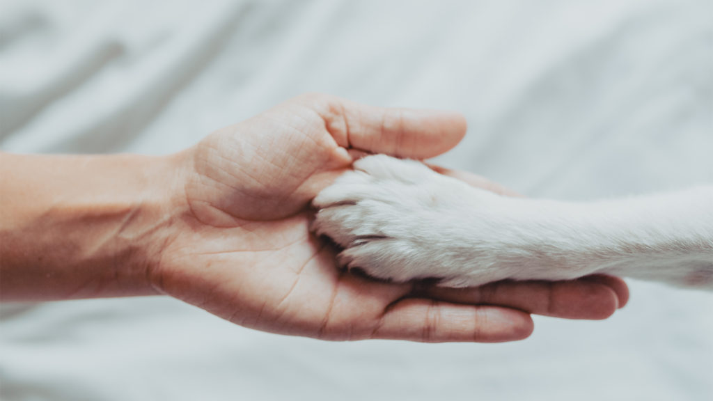 Szupercuki timelapsen "nő bele" a füleibe a kiskutya