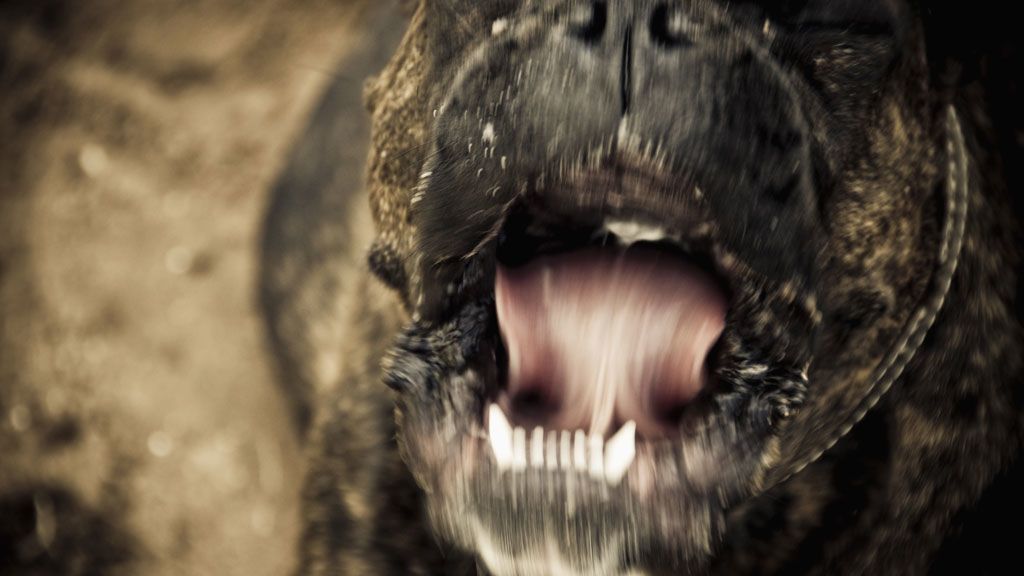 Támadó kutya fogsora