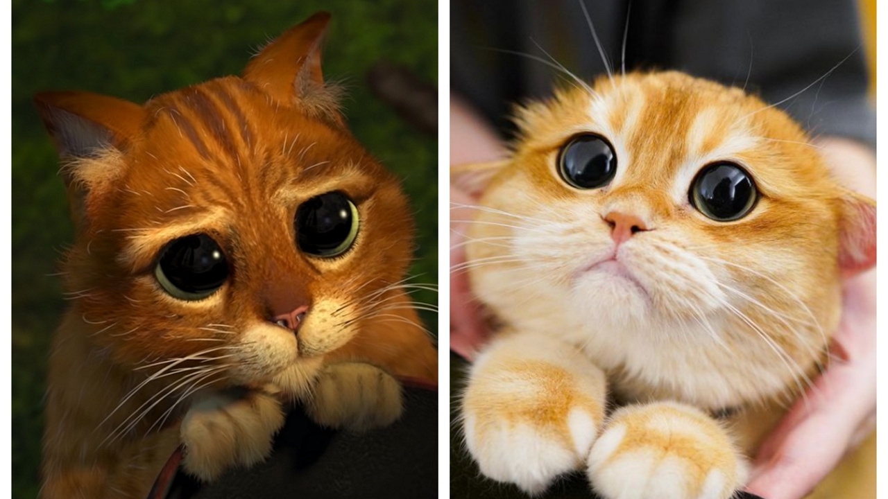 Shrek macska nézés