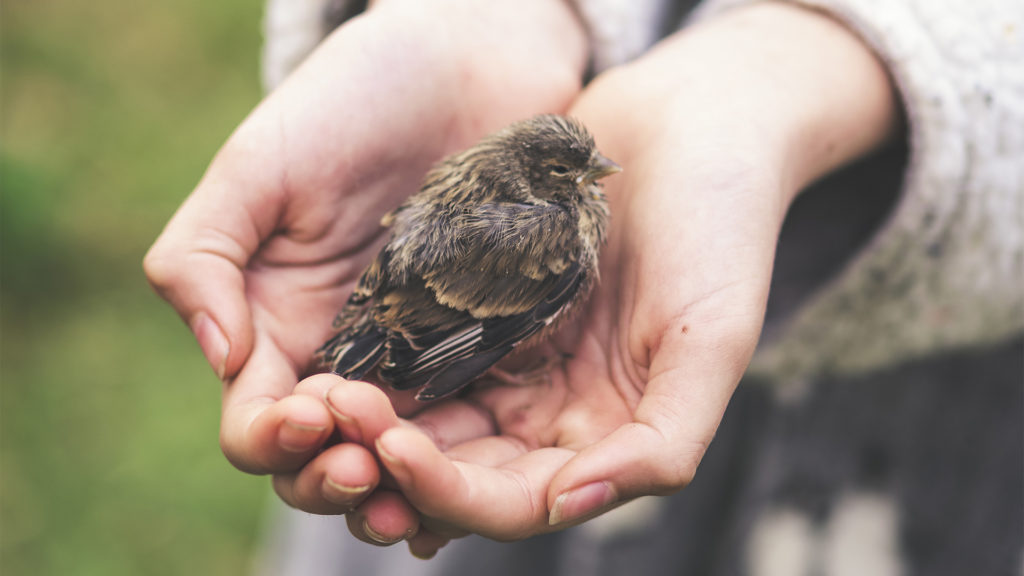 Ragaszkodik kétlábú barátaihoz a cuki kisveréb