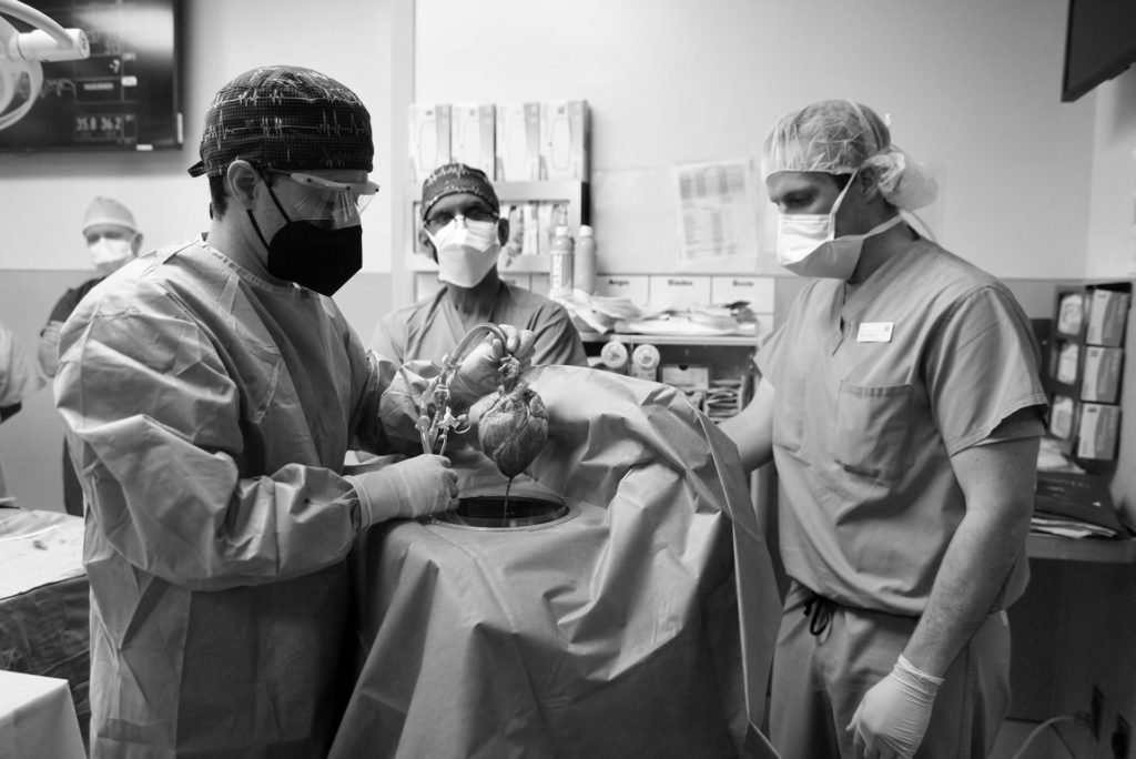 transzplantáció sertésszív génmódosítás szívbetegség szívátültetés