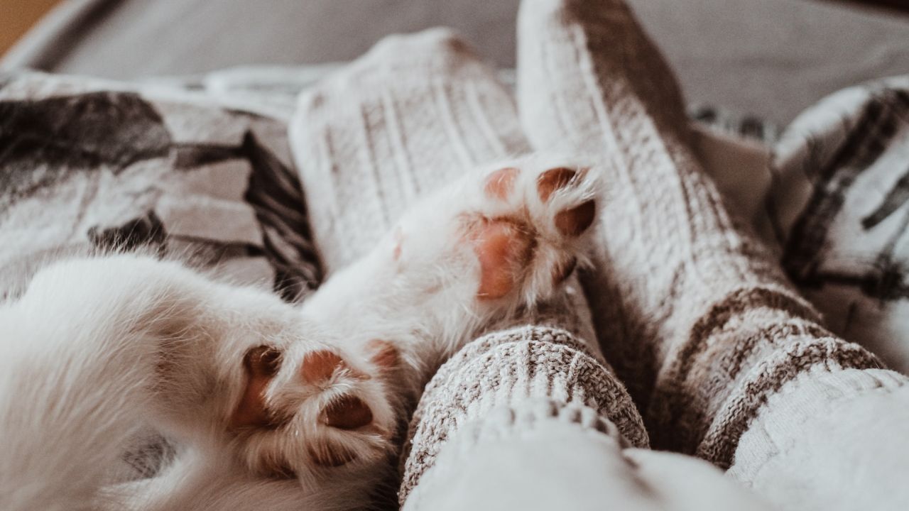 Tappancsok (fotó: Unsplash)