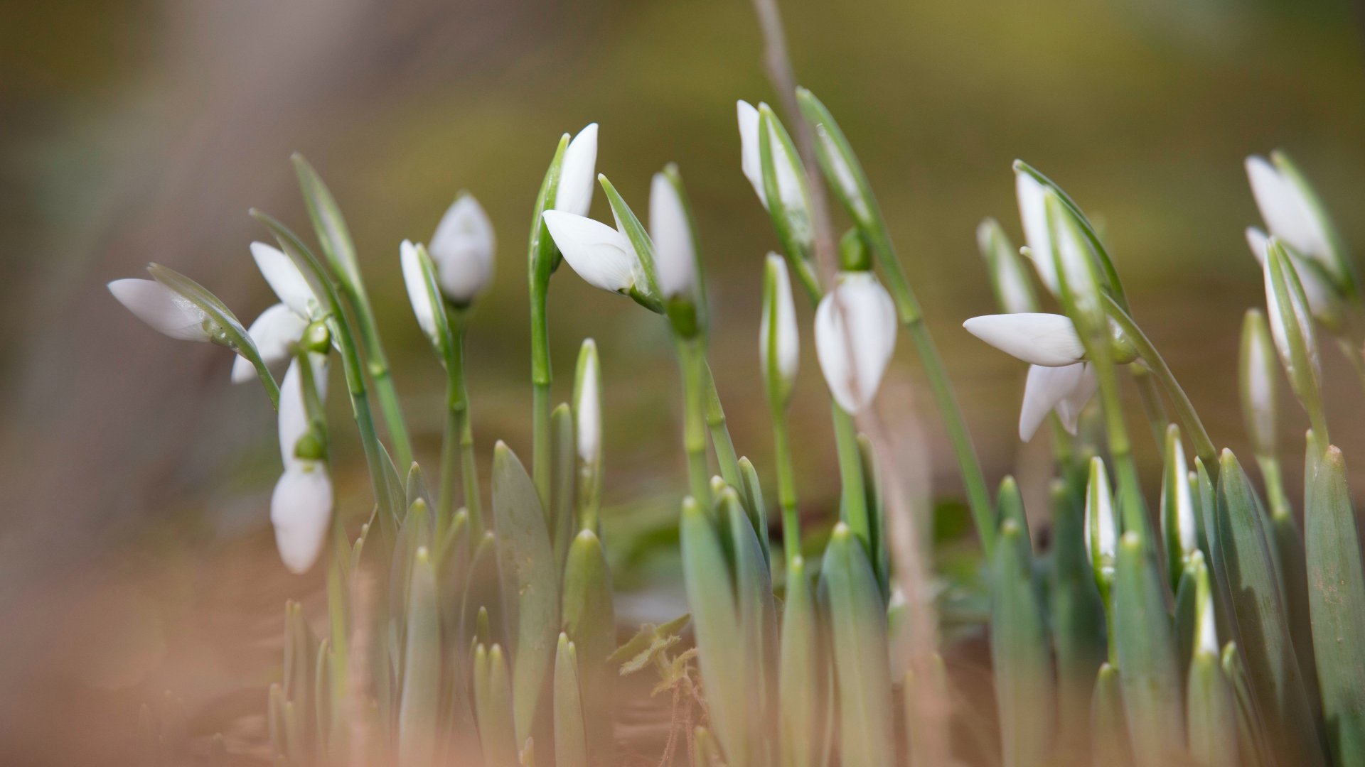 Hóvirágok nyílnak januárban