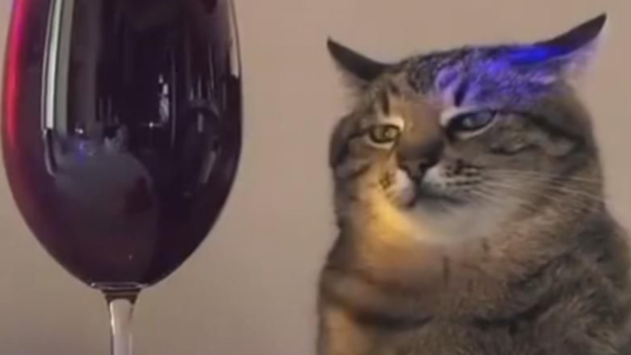 Vörösboros macska mém