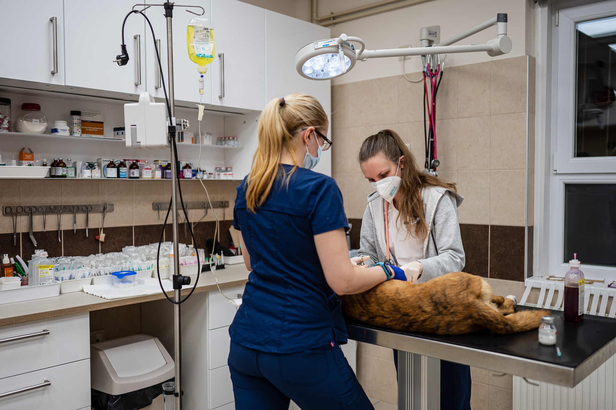 Budapesti Állatkórház