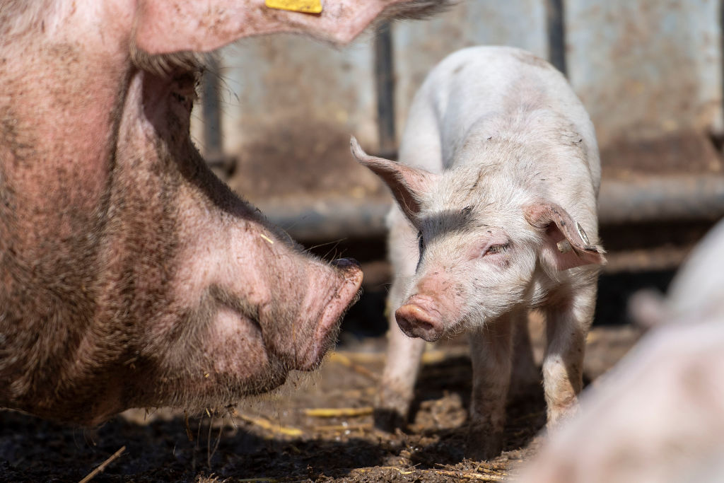 húsevés vegetáriánus vegán pszichológia