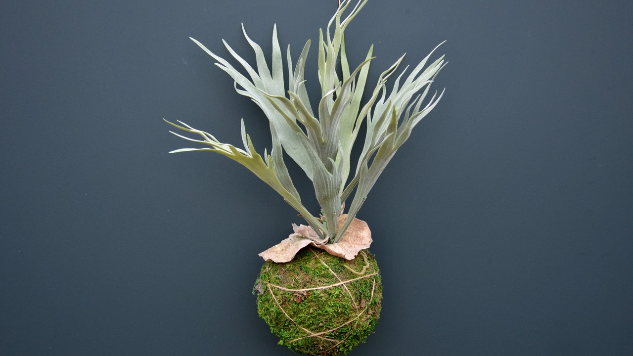 Szarvasagancs páfrány