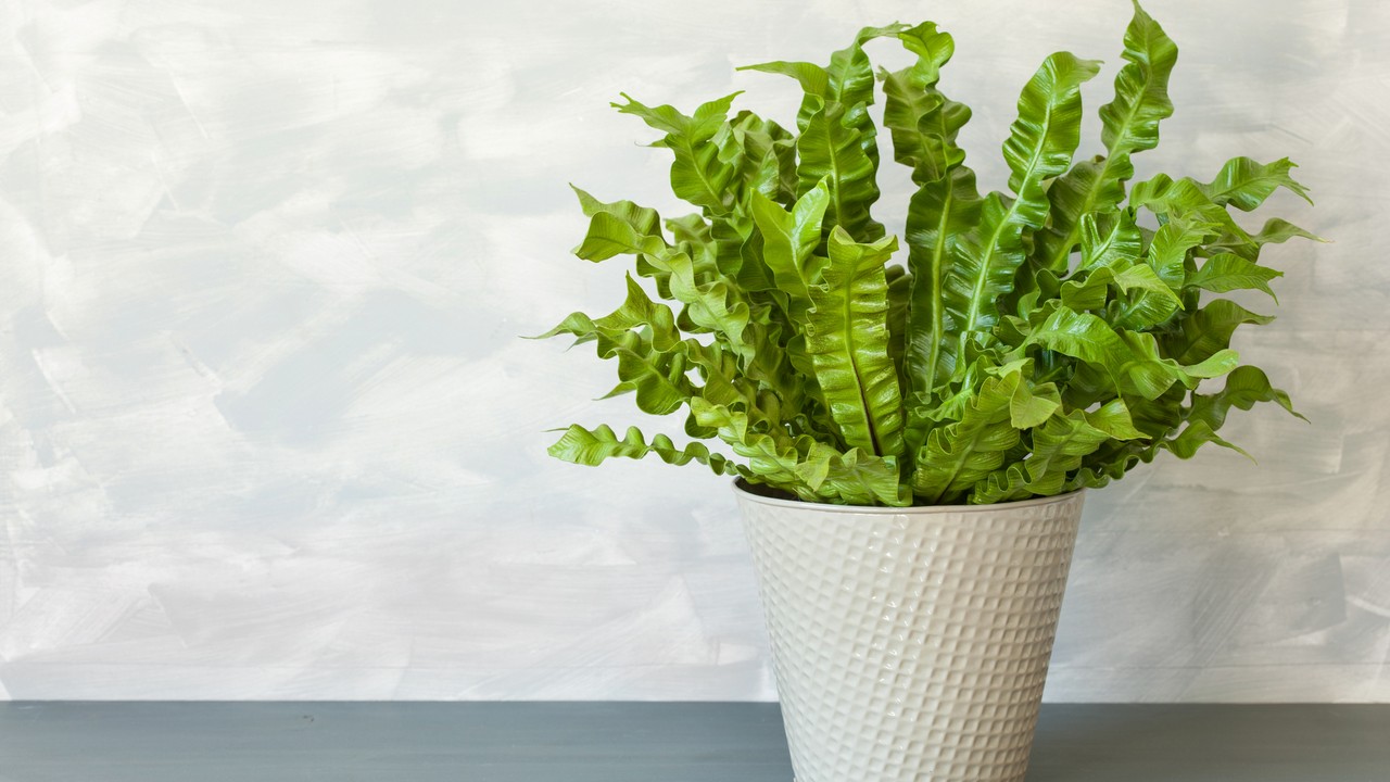 Madárfészek páfrány