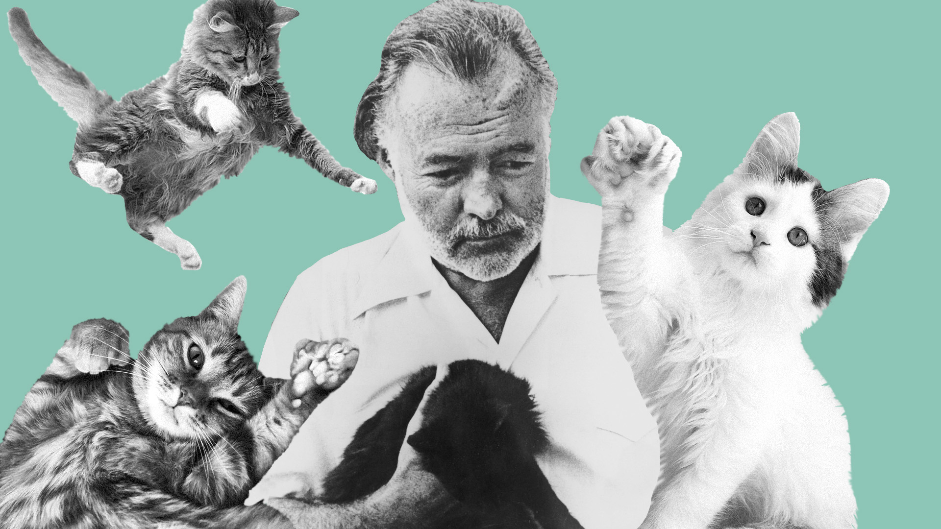 macskák Ernest Hemingway polydaktil