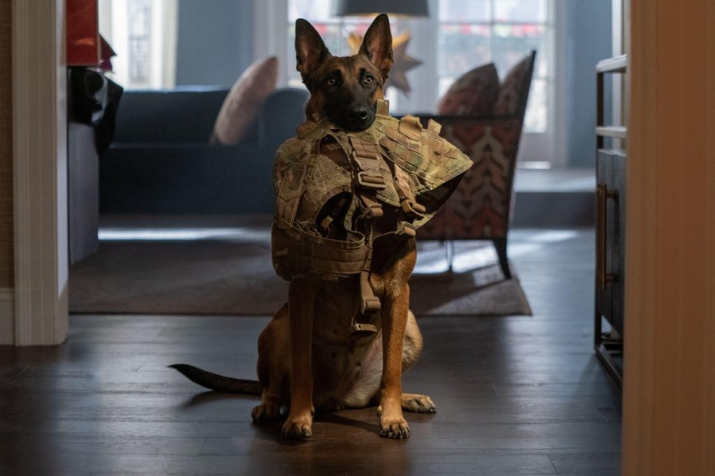 Katonadolog kutyás film kritika Channing Tatum