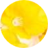 sárga kör