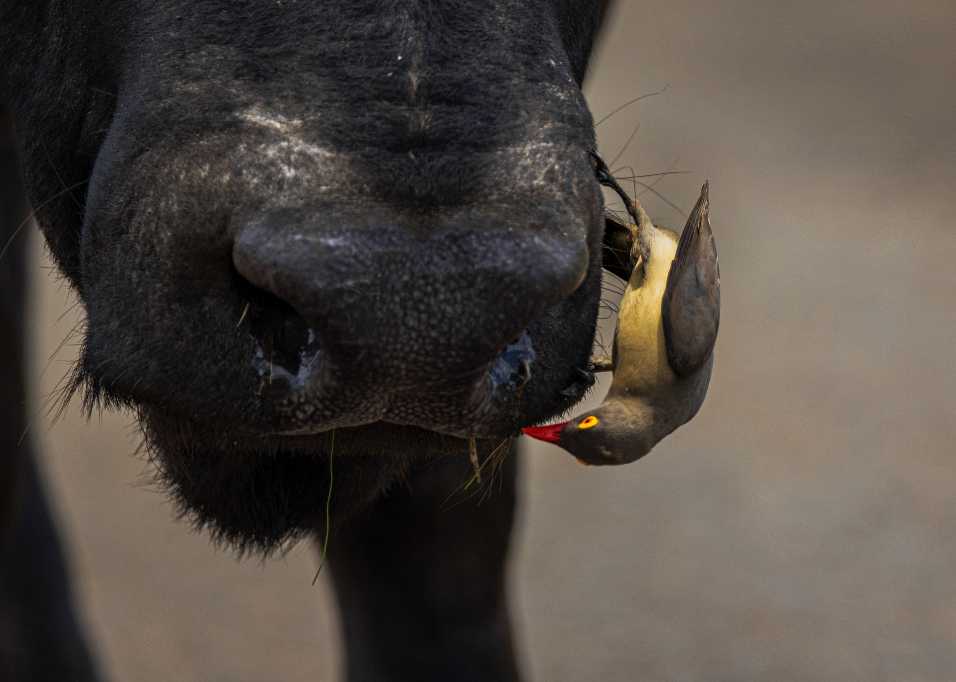 Fotó: Szabó Géza Attila (B.Y. Ecoline Kft) 40. Magyar Sajtófotó Pályázat