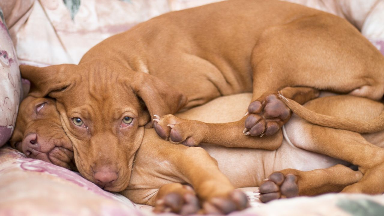 Magyar vizslák egymáson pihennek