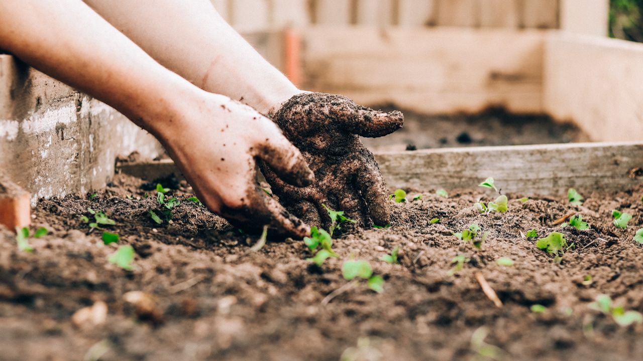 Tavaszi ültetés, tűzdelés
