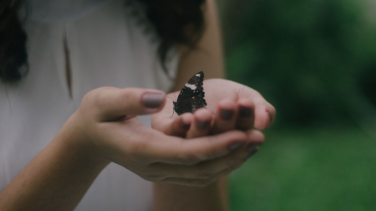 Pillangó lány tenyerén