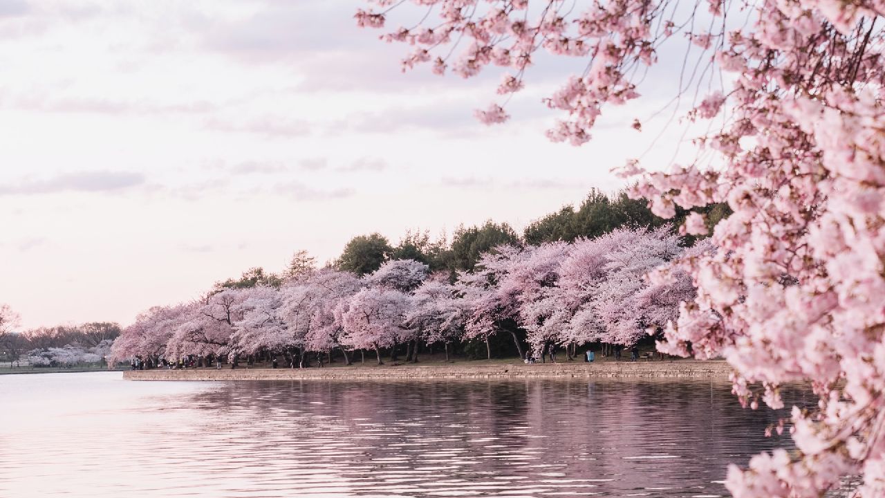 Vízpart virágzó fákkal