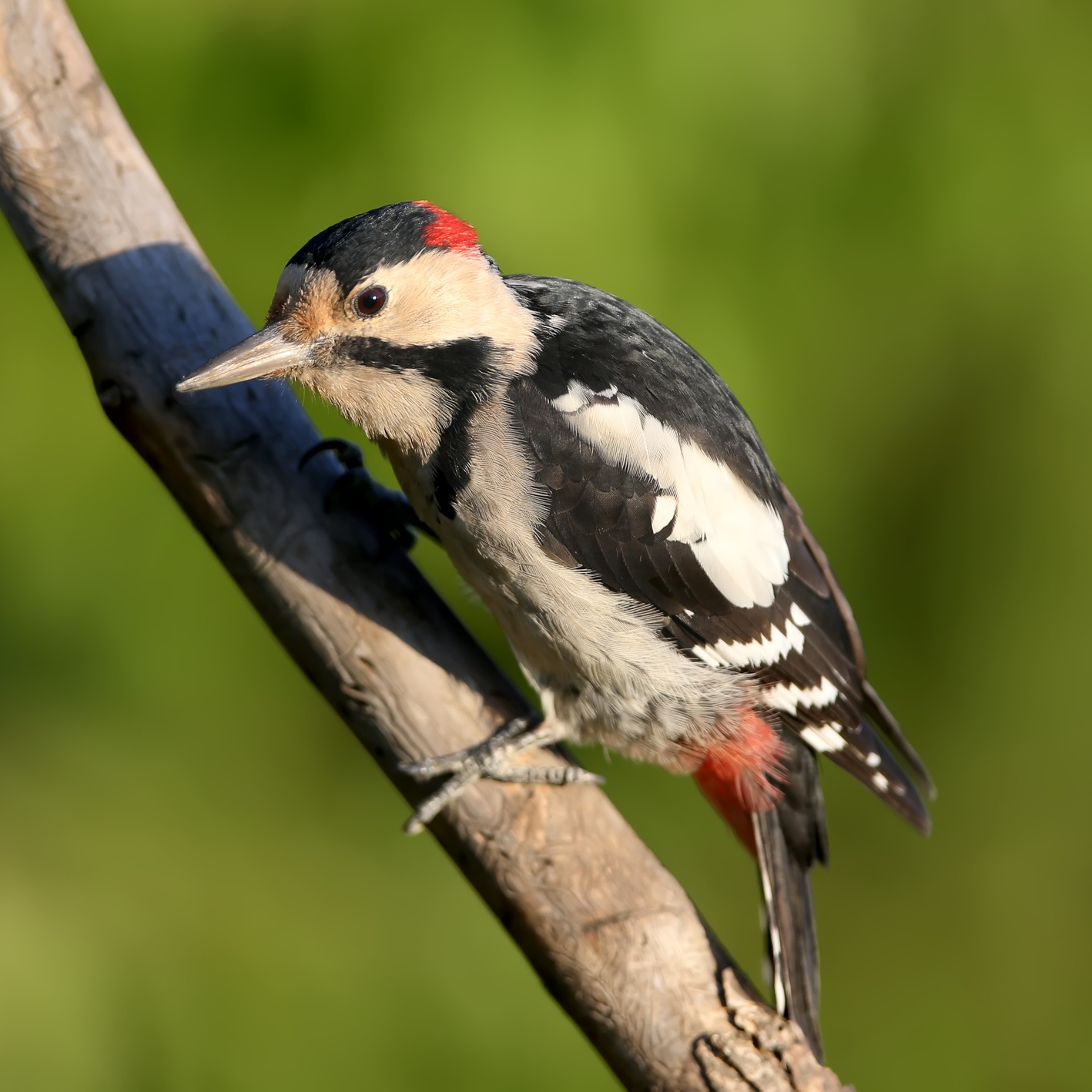 Balkáni fakopáncs