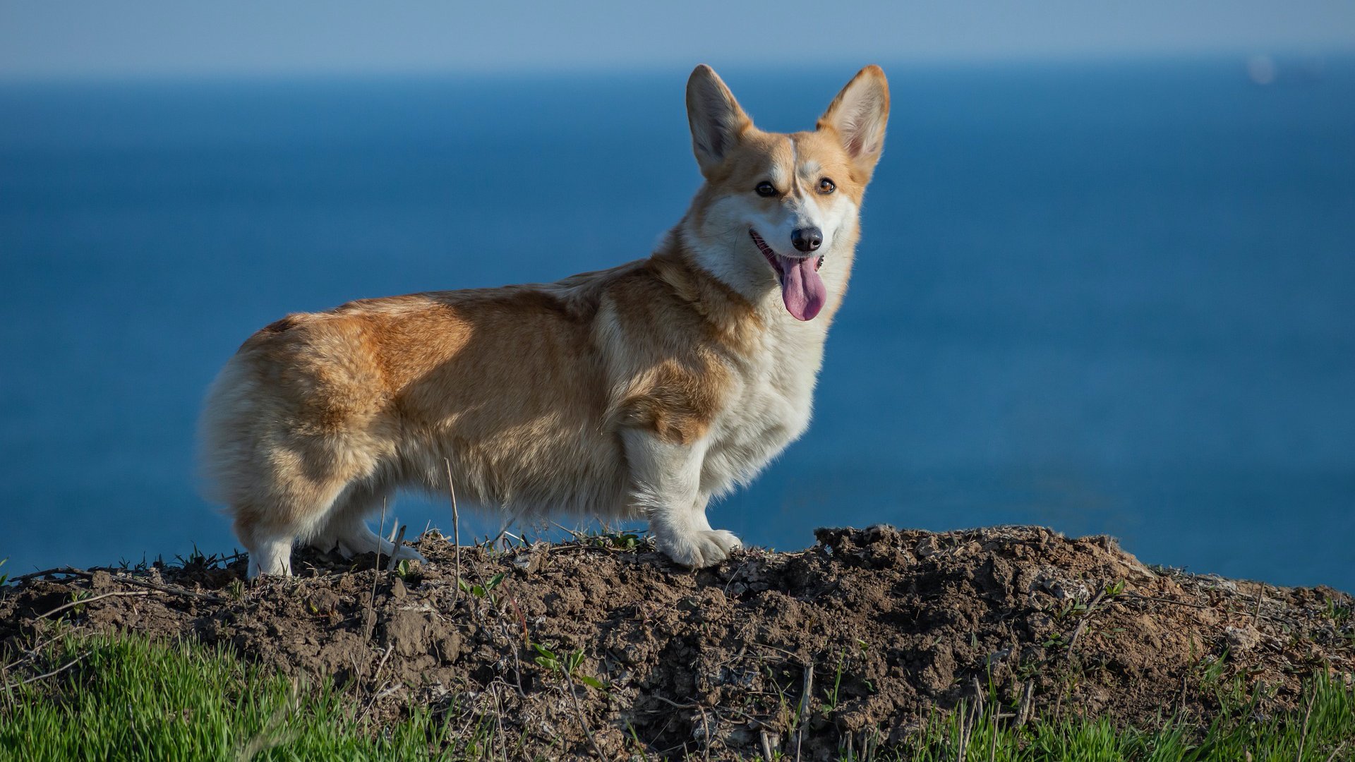 Corgi kutya egy tengerparti szirten