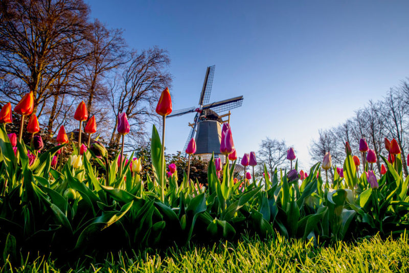 Tavasz a Keukenhofban