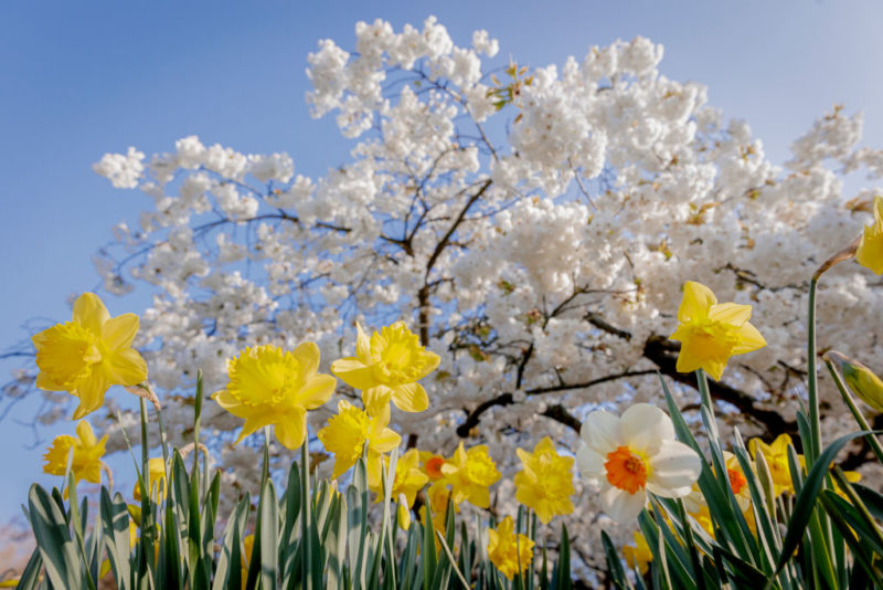 Tavasz a Keukenhofban