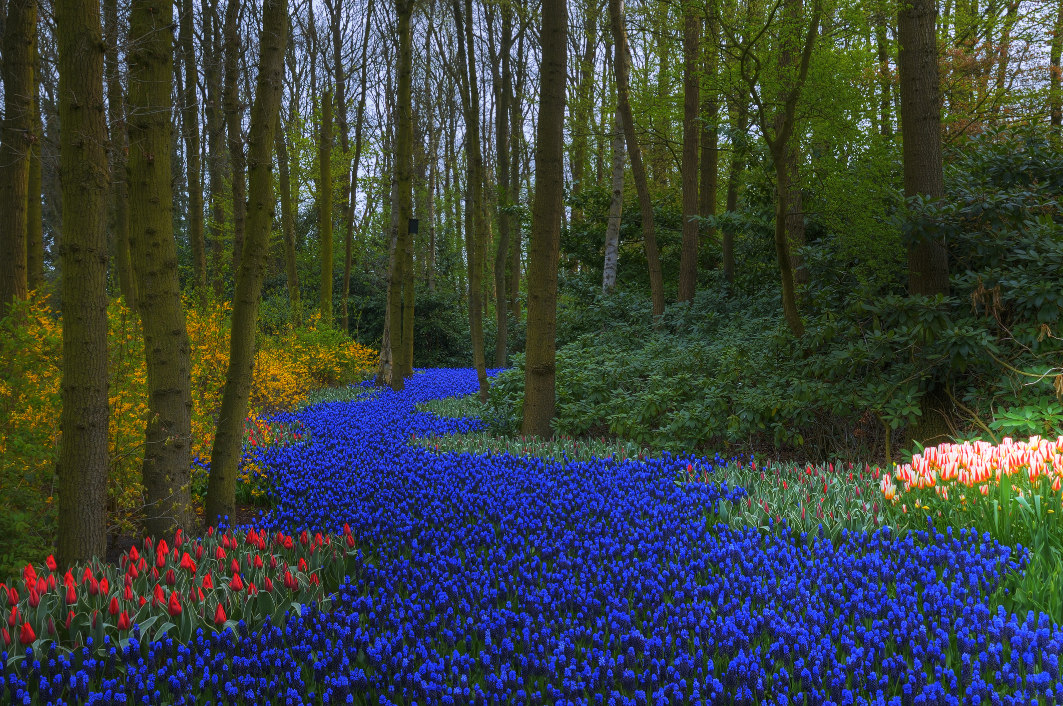 Tavasz a Keukenhofban