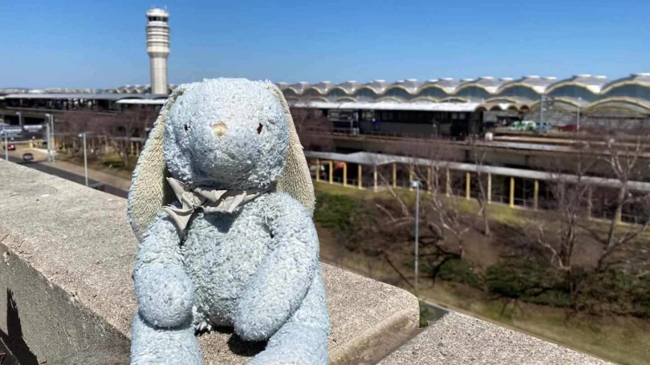 Hoppy, a repőlőtéren elveszett plüssnyuszi