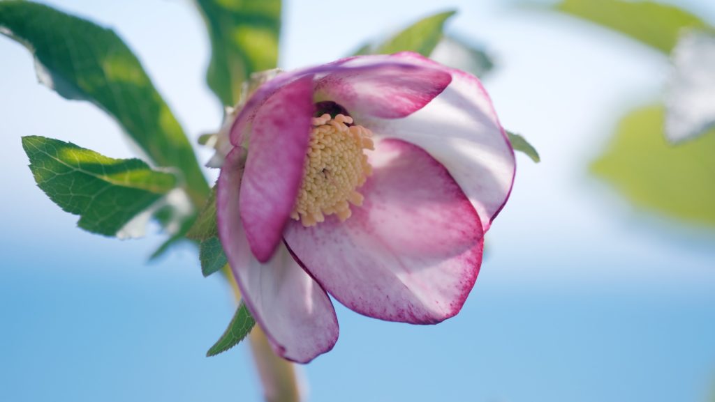 Hunyor (Helleborus)