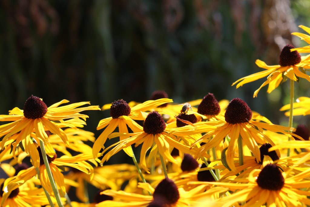 Rudbeckia, kúpvirág