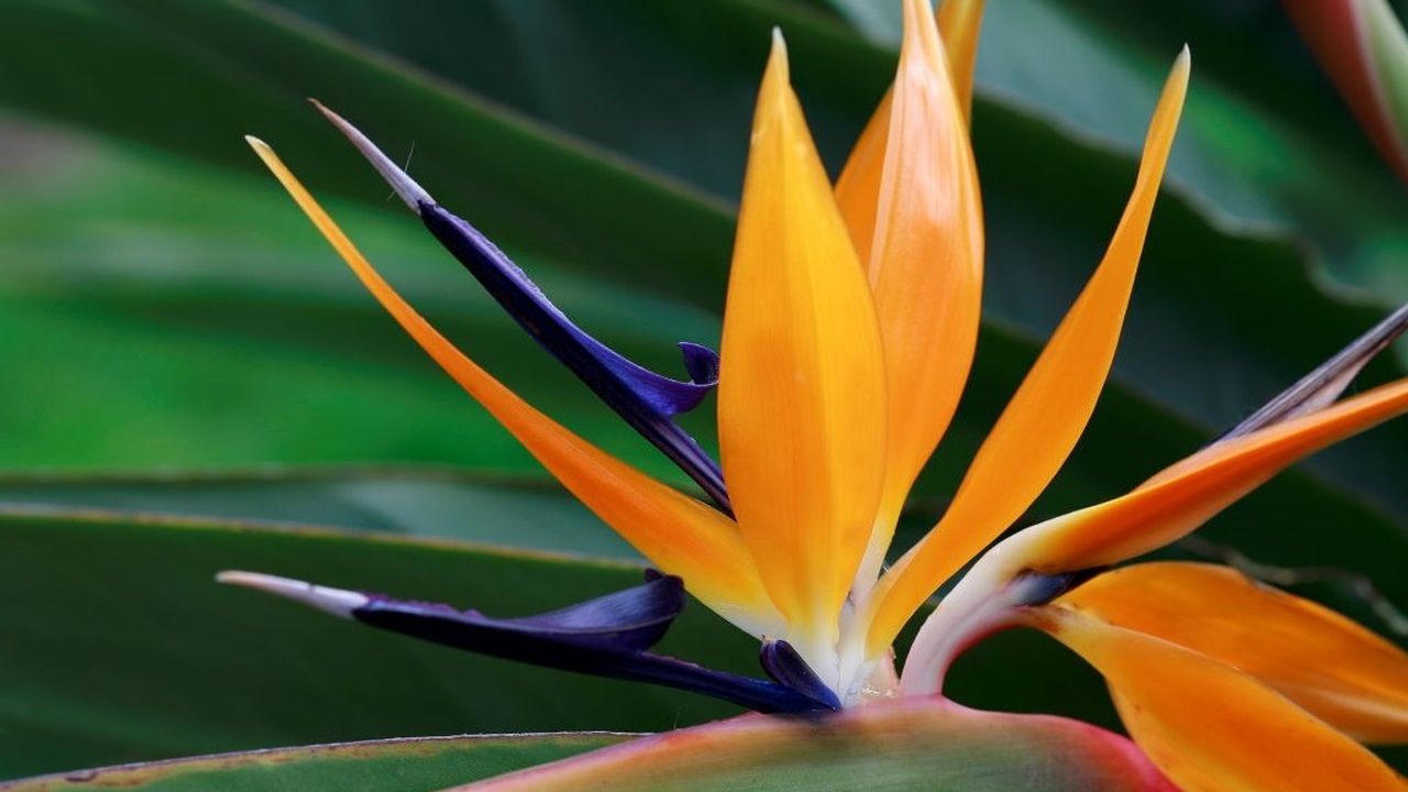 Papagájvirág az új trend