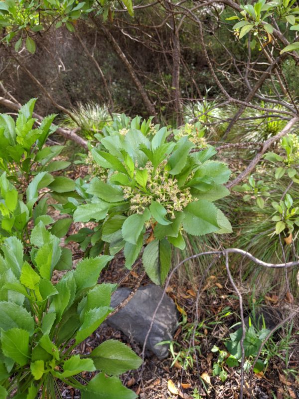 Commidendrum rotundifolium
