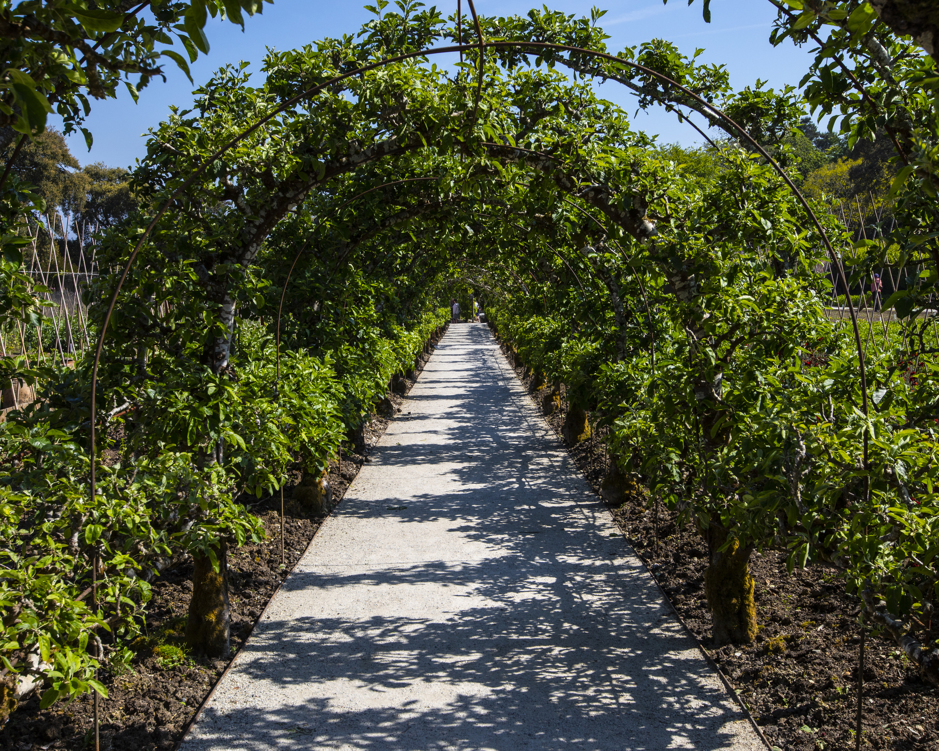 Heligan elveszett kertjei