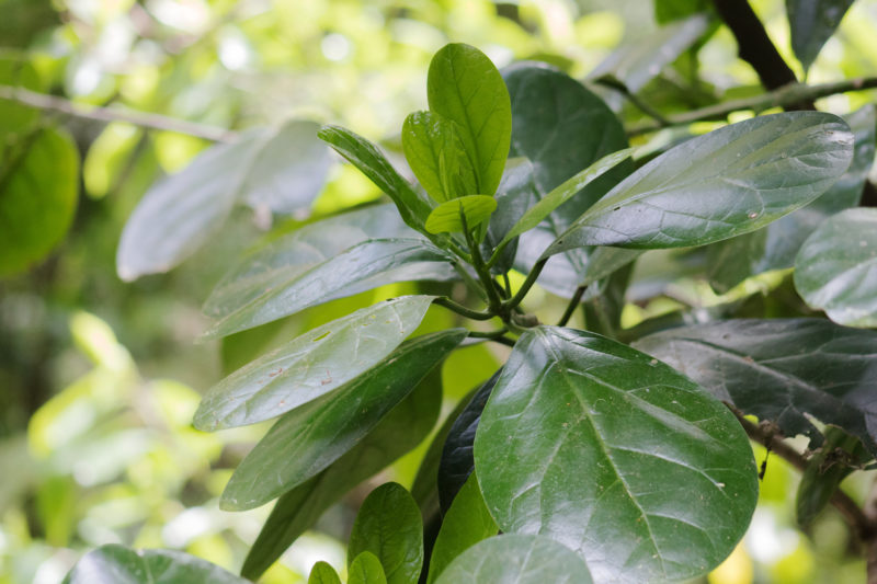 Pennantia baylisiana