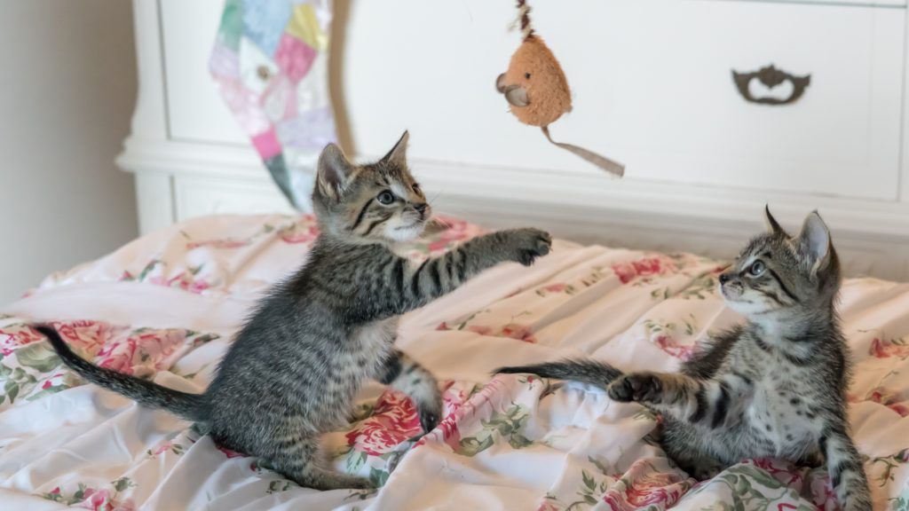 Kölyökmacskák játszanak az ágyon
